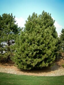 Сосна Чёрная (Pinus Nigra) купить по цене от 270.00р. в интернет-магазине «Посадика» с доставкой почтой в в Аткарске и по всей России – [изображение №1].