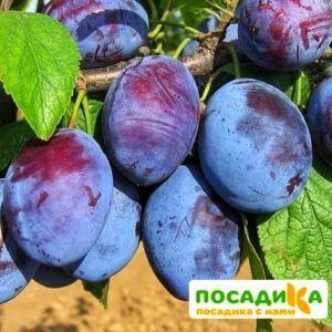 Слива Чачакская ранняя купить по цене от 229.00р. в интернет-магазине «Посадика» с доставкой почтой в в Аткарске и по всей России – [изображение №1].