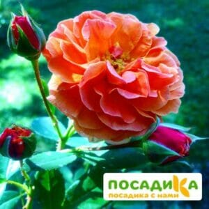 Роза Арабия купить по цене от 350.00р. в интернет-магазине «Посадика» с доставкой почтой в в Аткарске и по всей России – [изображение №1].