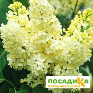 Сирень Примроуз (Primrose) купить по цене от 529.00р. в интернет-магазине «Посадика» с доставкой почтой в в Аткарске и по всей России – [изображение №1].