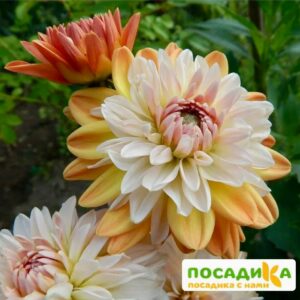 Георгина Коуп де Солейл (декоративная) купить по цене от 400р. в интернет-магазине «Посадика» с доставкой почтой в в Аткарске и по всей России – [изображение №1].