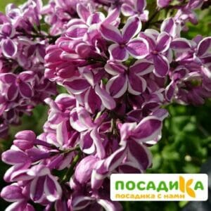 Сирень Сенсация купить по цене от 529.00р. в интернет-магазине «Посадика» с доставкой почтой в в Аткарске и по всей России – [изображение №1].