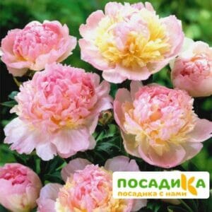 Пион Распберри Сандей (Paeonia Raspberry Sundae) купить по цене от 959р. в интернет-магазине «Посадика» с доставкой почтой в в Аткарске и по всей России – [изображение №1].