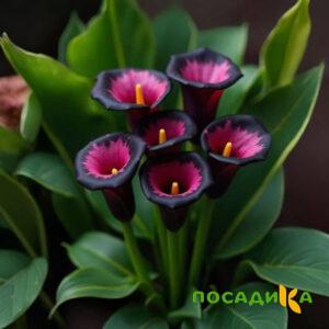 Калла Аура Лейс купить по цене от 400р. в интернет-магазине «Посадика» с доставкой почтой в в Аткарске и по всей России – [изображение №1].