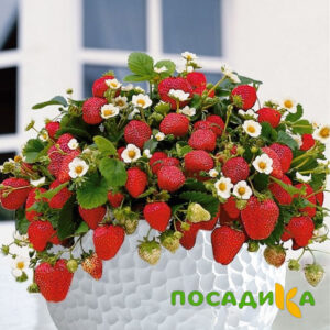 Клубника Рубиновый Шепот (горшечная) купить по цене от 240р. в интернет-магазине «Посадика» с доставкой почтой в в Аткарске и по всей России – [изображение №1].