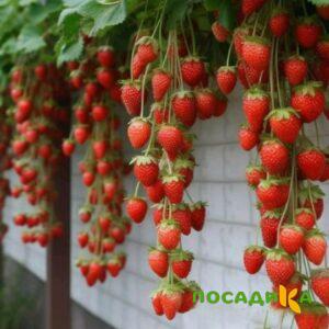 Клубника вьющаяся Комплимент купить по цене от 470р. в интернет-магазине «Посадика» с доставкой почтой в в Аткарске и по всей России – [изображение №1].