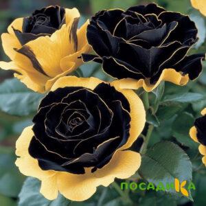 Роза Ханни Сикл купить по цене от 700р. в интернет-магазине «Посадика» с доставкой почтой в в Аткарске и по всей России – [изображение №1].