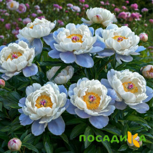 Пион акварельный Этюд купить по цене от 806р. в интернет-магазине «Посадика» с доставкой почтой в в Аткарске и по всей России – [изображение №1].
