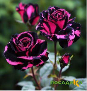 Роза Багровый Шепот купить по цене от 366р. в интернет-магазине «Посадика» с доставкой почтой в в Аткарске и по всей России – [изображение №1].