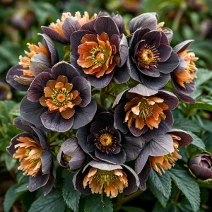 Морозник Блум Айс купить по цене от 499р. в интернет-магазине «Посадика» с доставкой почтой в в Аткарске и по всей России – [изображение №1].